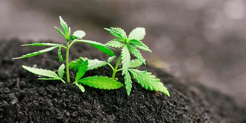 CBD Kush: The Highest Caliber Service and Products at Green Leaf Store EU