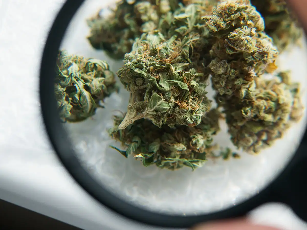 Europeans Choose Euro Weed Clinic to Buy Cannabis Extracts Europe Online