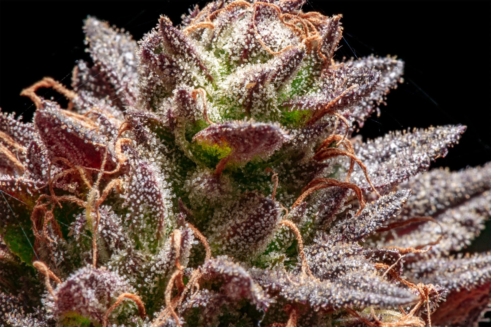 THC Therapeutics Cannabis Wellness OZ – Study on Therapeutic Use