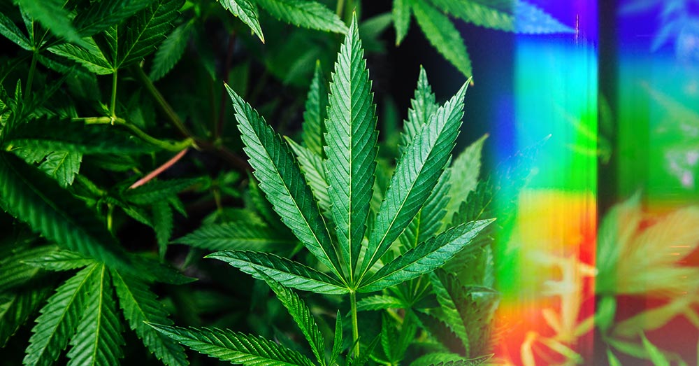 CBD Kush: The Highest Caliber Service and Products at Green Leaf Store EU